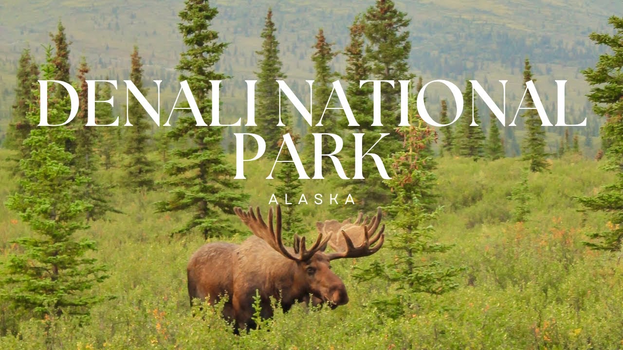 Exploring Denali National Park in Summer