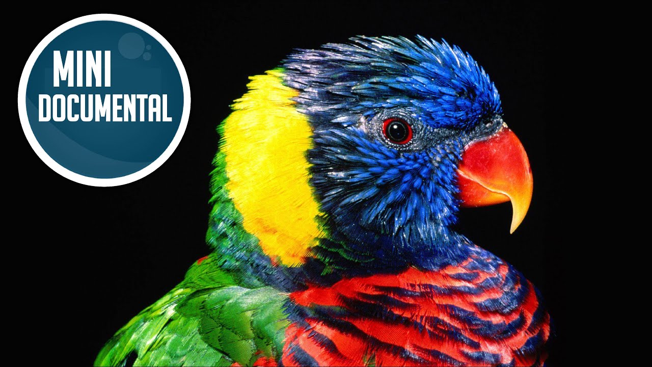 Loro arcoíris (mini documental)