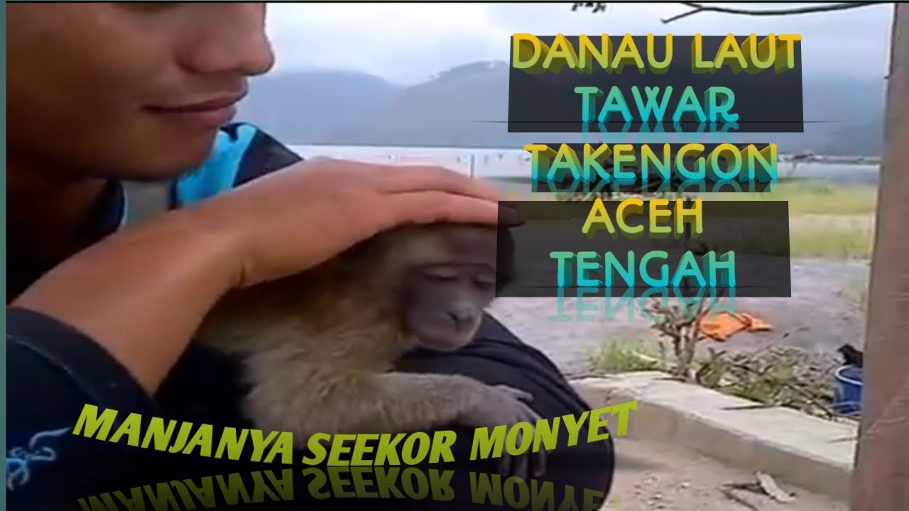 Monyet manja