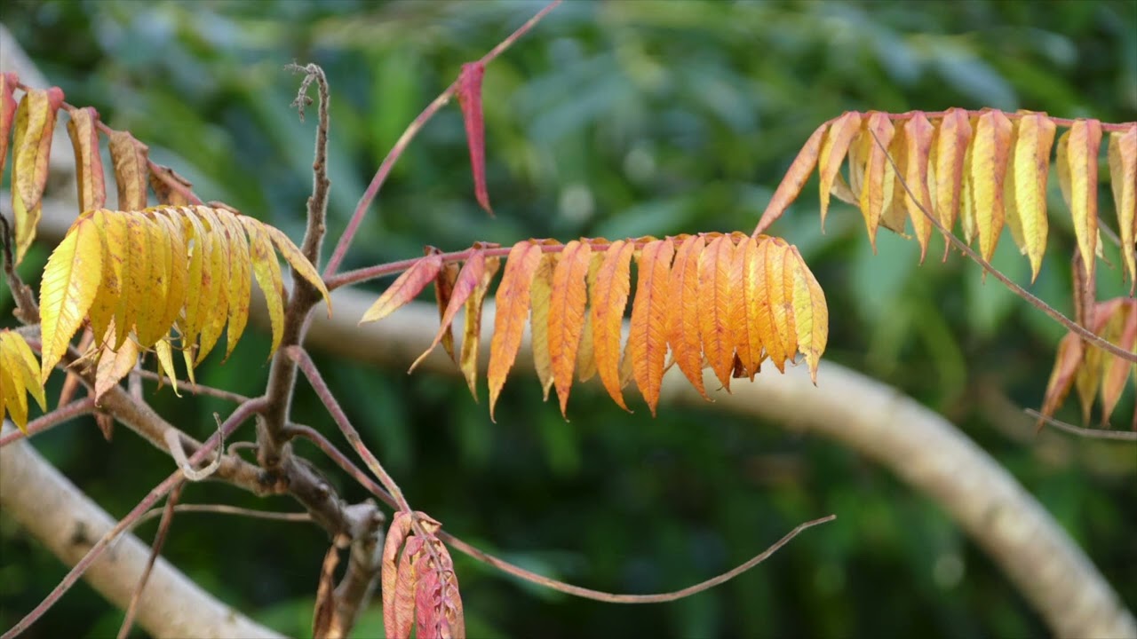 Autumn Leaves - Miles Davis