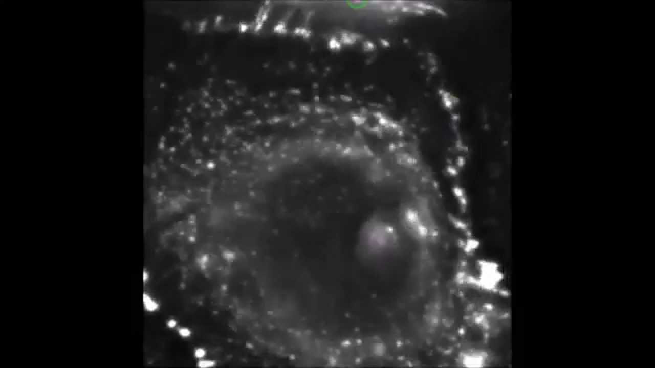JCB : GSK3- and PRMT-1-dependent modifications of desmoplakin control desmoplakin-cytoskeleton...
