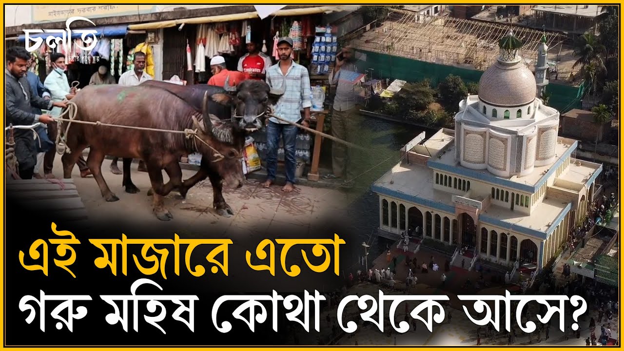 এতো গরু মহিষ মানৎ হয় এ মাজারে? | Maizbhandari | Tariqah-e-Maizbhandaria | চলতি