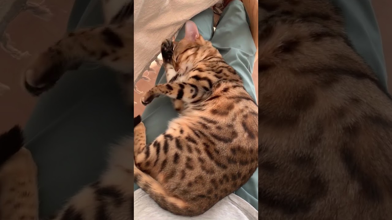 Brownie the Bengal cat: Brownie being a lap cat