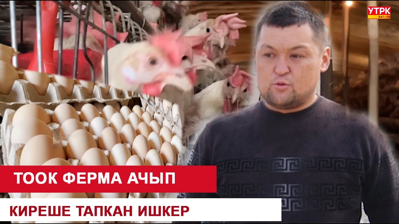 ТООК ФЕРМА АЧЫП, КИРЕШЕ ТАПКАН ИШКЕР