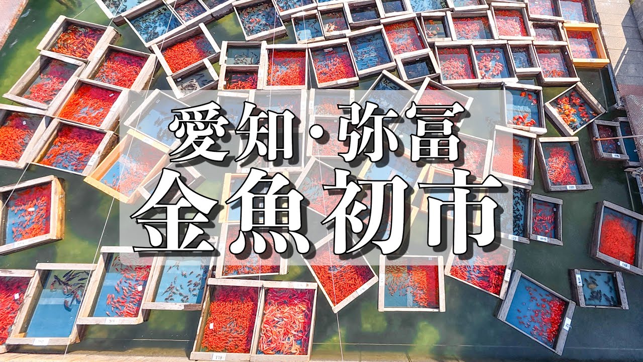 木枠の中ゆらゆら10万匹、金魚初市　愛知・弥富の市場　First Goldfish Market in Yatomi City, Aichi Prefecture