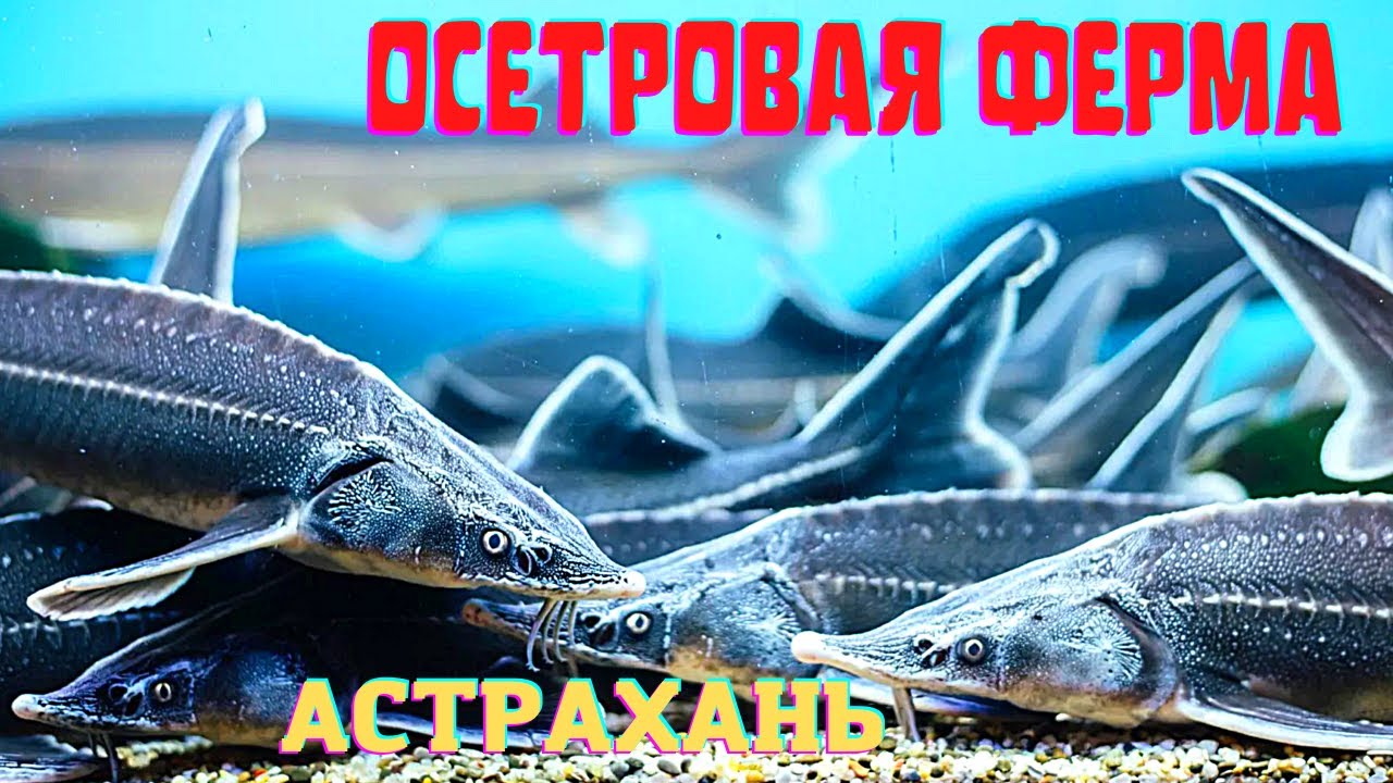Осетровая ферма в Астрахани! Купить и поесть осетрину и чёрную икру!