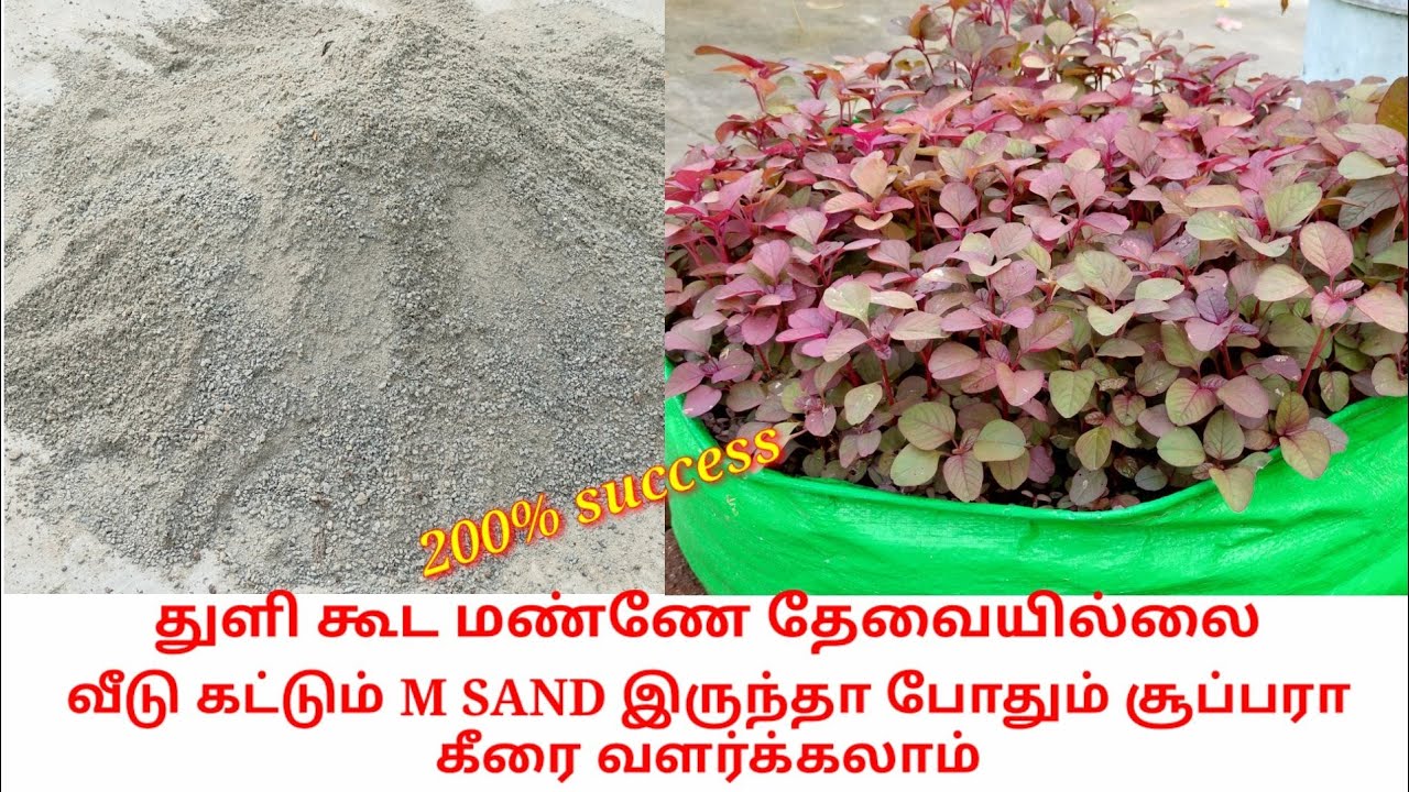 வீடு கட்டும் மணலில் கீரை வளர்க்க முடியுமா how to grow spinach in m sand #garden #கீரை #மாடிதோட்டம்