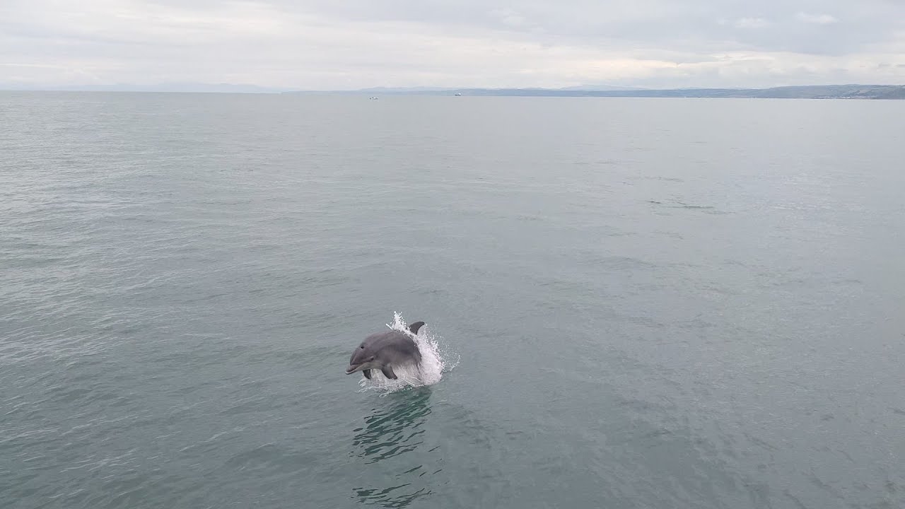 New Quay west Wales Boat trip (With Dolphins)