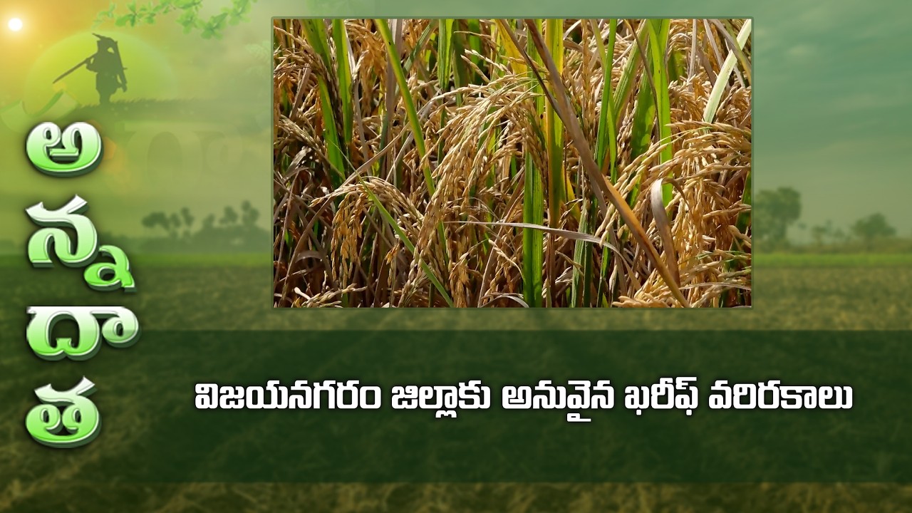 విజయనగరం జిల్లాకు అనువైన ఖరీఫ్ వరిరకాలు | Kharif paddy varities for North coastal districts | ETV