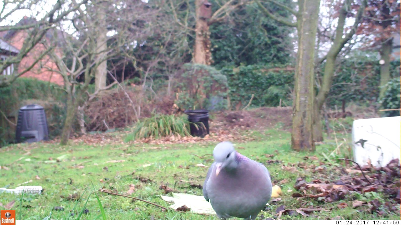 Lovely stock dove fluffs up and waddles around the garden