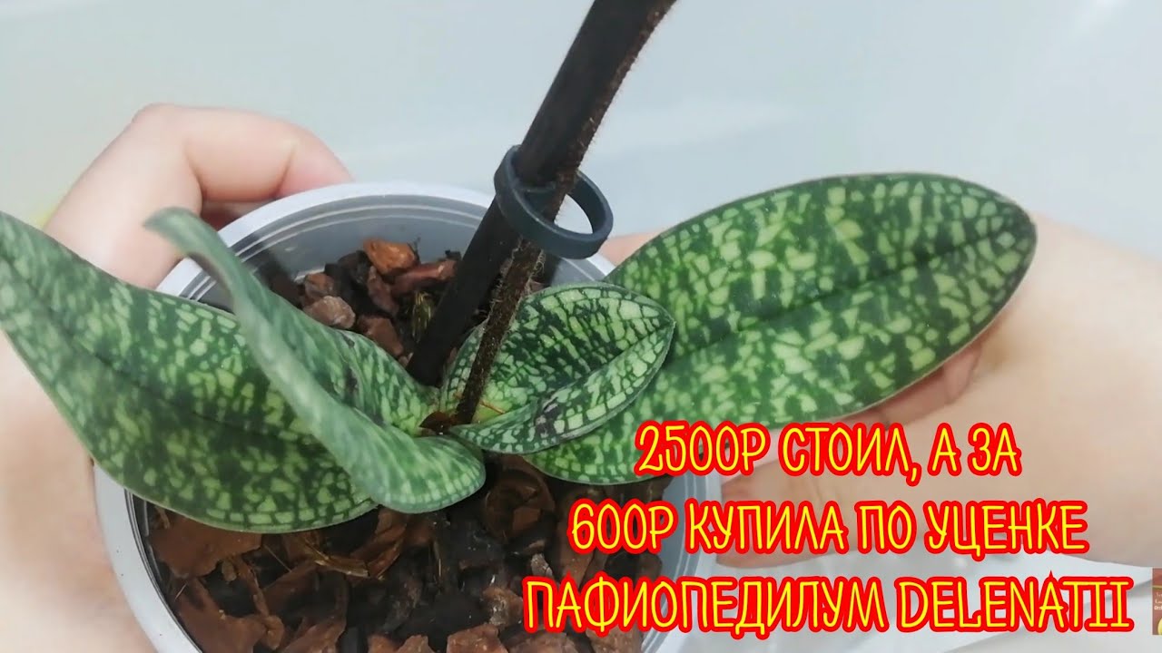Пафиопедилум Делената по уценке за 600р из Твоего Дома/Тилландсии мне подарила подписчица/Аскоценда