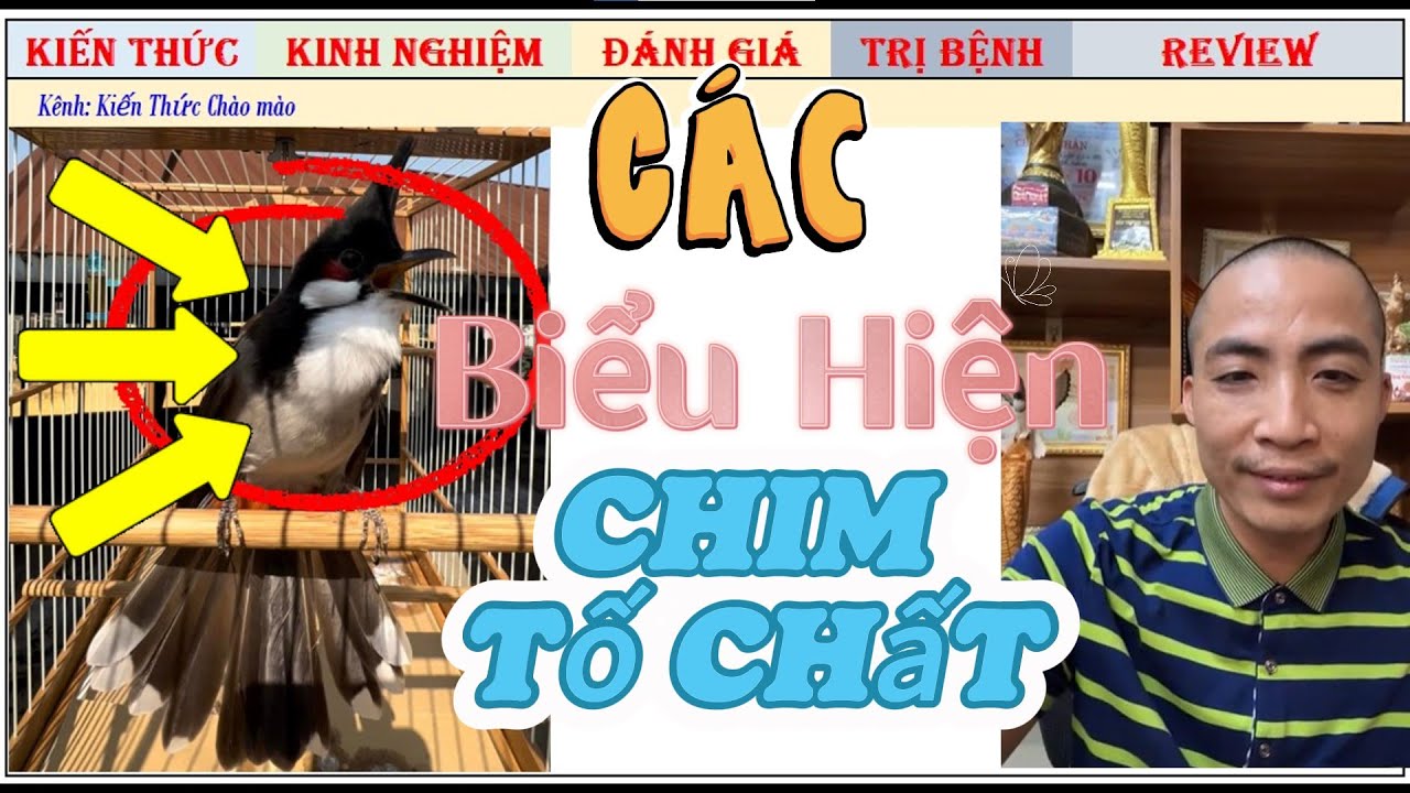 Biểu hiện Chim Chào Mào Tố chất ở Lọt Giọng, Run Cánh, Ngoái Ngửa thế nào?