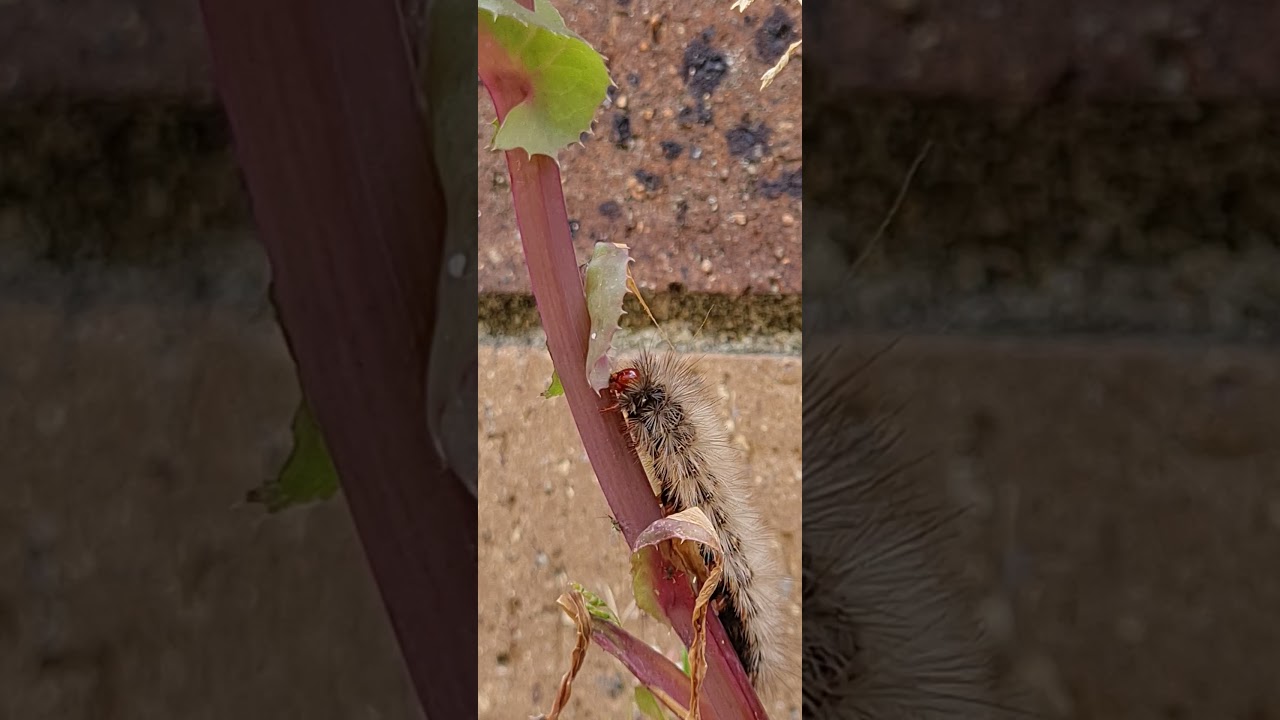 Caterpillar eating close up
