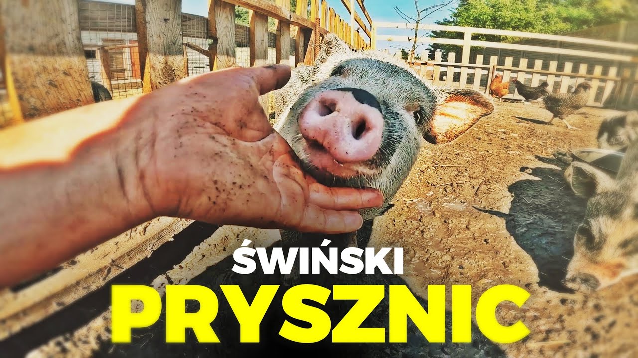 🐽 ŚWIŃSKI PRYSZNIC 🐽 + wycieczka z psem nad jezioro 🐕 MOJE MINI ZOO / odc. 259