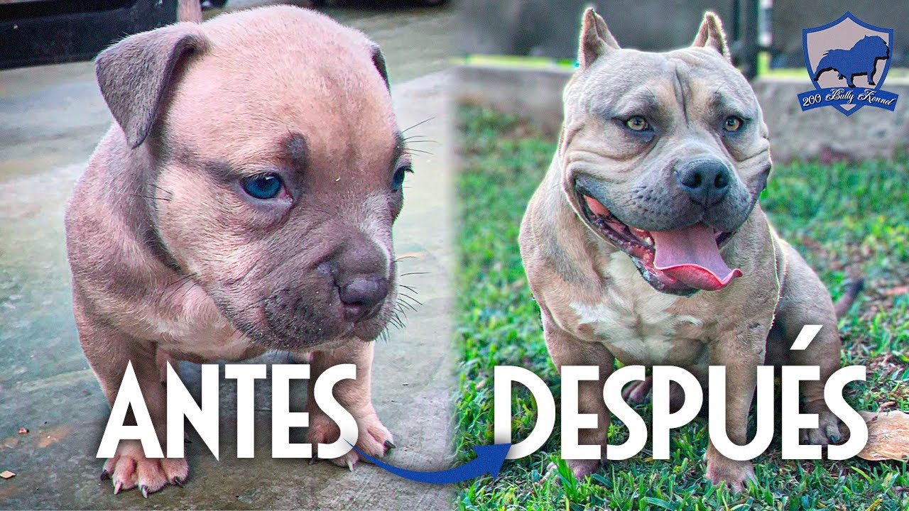 EVOLUCION AMERICAN BULLY POCKET COLOR BLUE FAWN             200BULLY-BOCKY