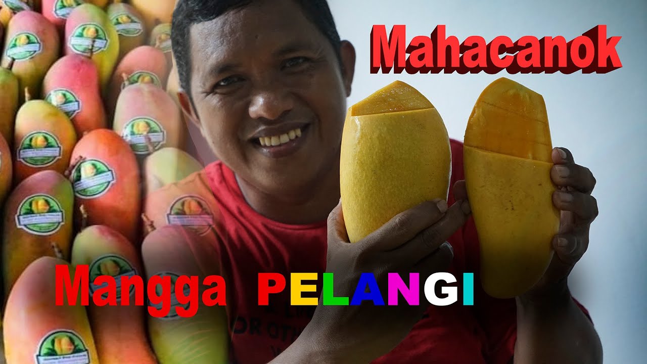 Mangga Pelangi | Mahacanok