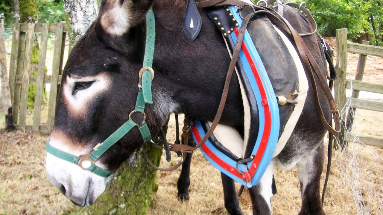Burros y Mulas Ep2 Cap 285