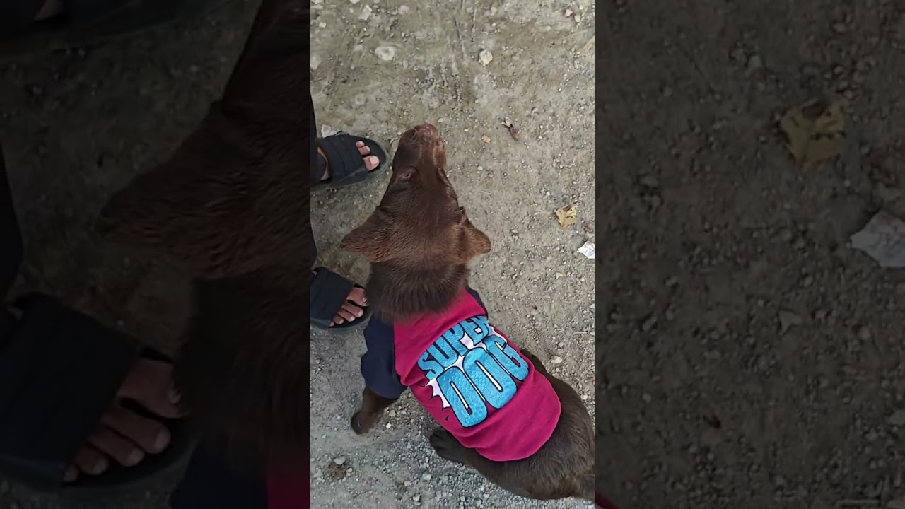 Sunshine + Puppies + Playtime = Perfect Morning ☀️🐶💕  #MorningVibes#CuteDogs#DogReels#InstaDogs