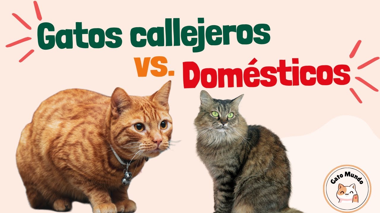 Gatos Callejeros vs Gatos Domésticos ¿Cuál es Mejor?