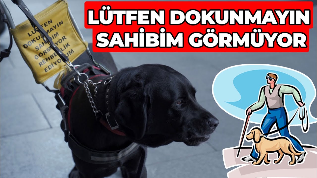 GÖRME ENGELLİLERİN İKİ GÖZÜ, ELİ VE AYAĞI OLUYORLAR: TÜRKİYE'DEKİ REHBER KÖPEKLER