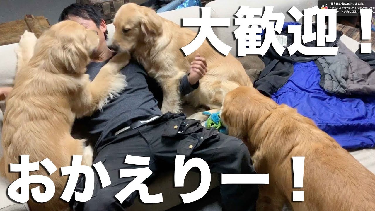 熱烈すぎる愛犬たち