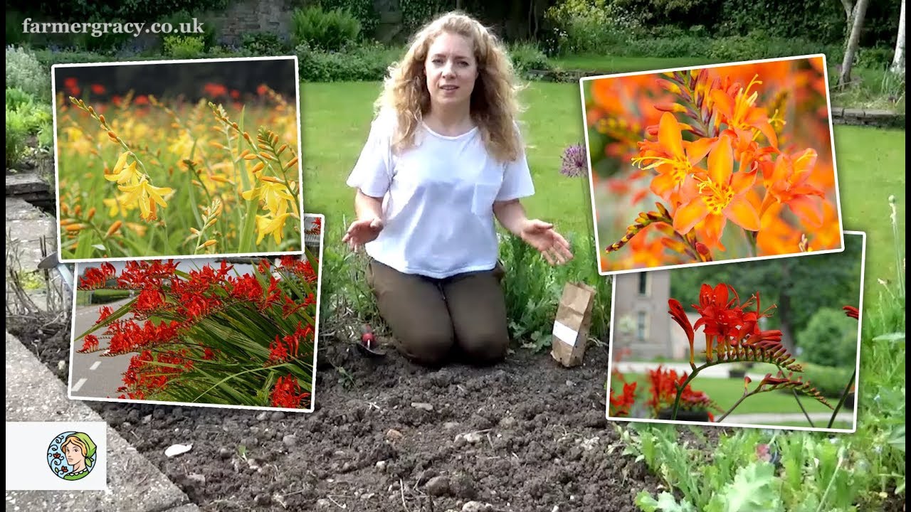 How to plant Crocosmia corms (Montbretia) - FarmerGracy.co.uk