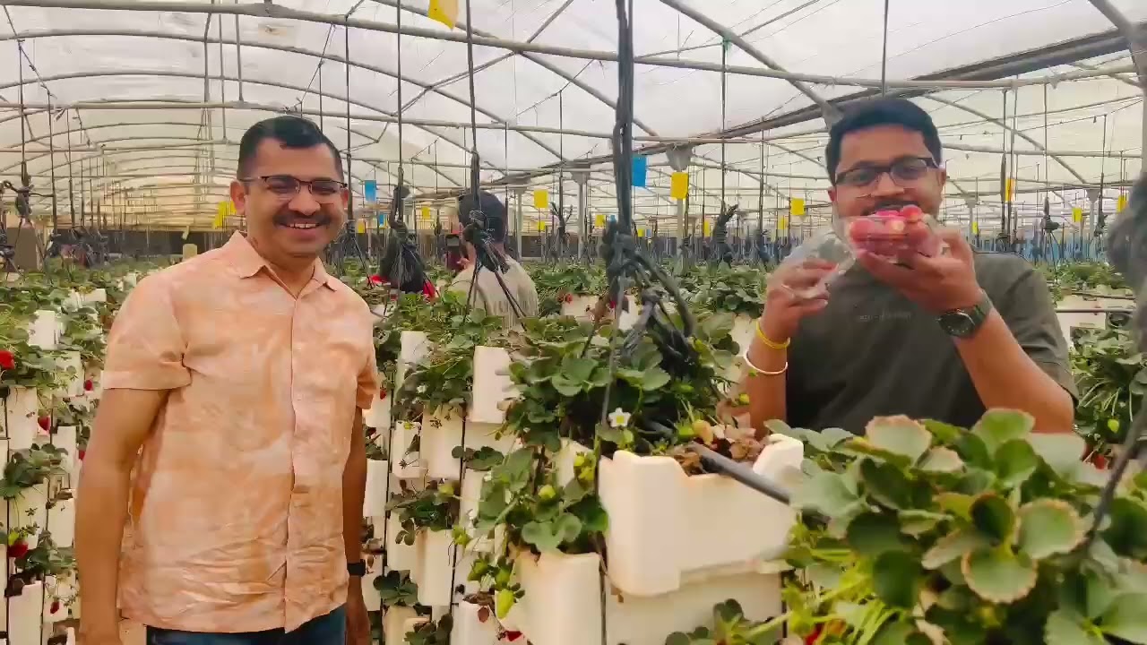 Strawberry farm in Riyadh #punekar #punekarinriyadh