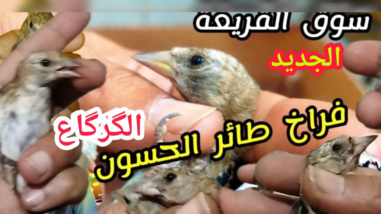 سوق القريعة للطيور 23,5,2025 فراخ طائر الحسون للبيع لگركاع وتمن مناسب 0687440613
