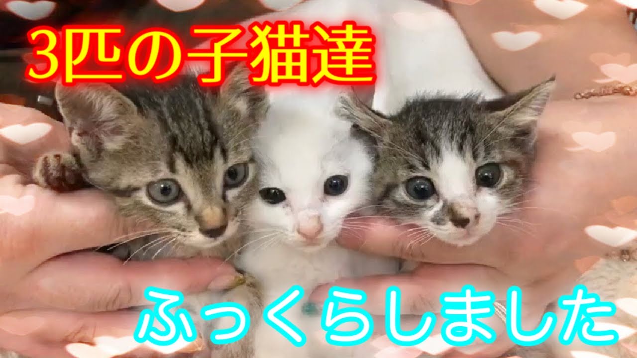 住宅街で衰弱していた子猫3匹を緊急保護してから４日目の様子【3 kittens】