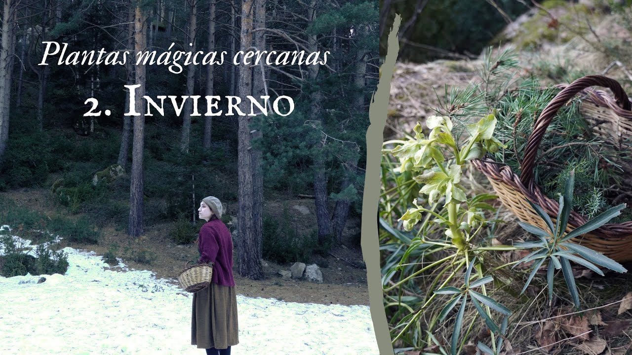 3 PLANTAS MÁGICAS de INVIERNO para la Bruja Verde🌿