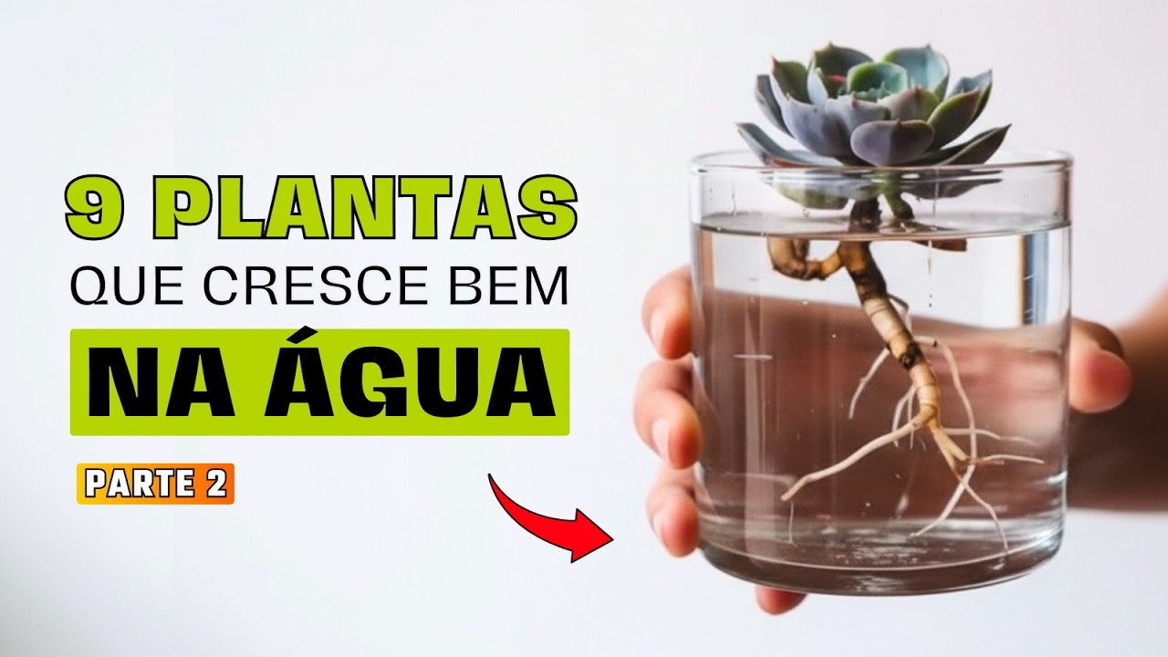 Mais 9 Plantas que Podem ser Cultivadas na Água (Parte 2)