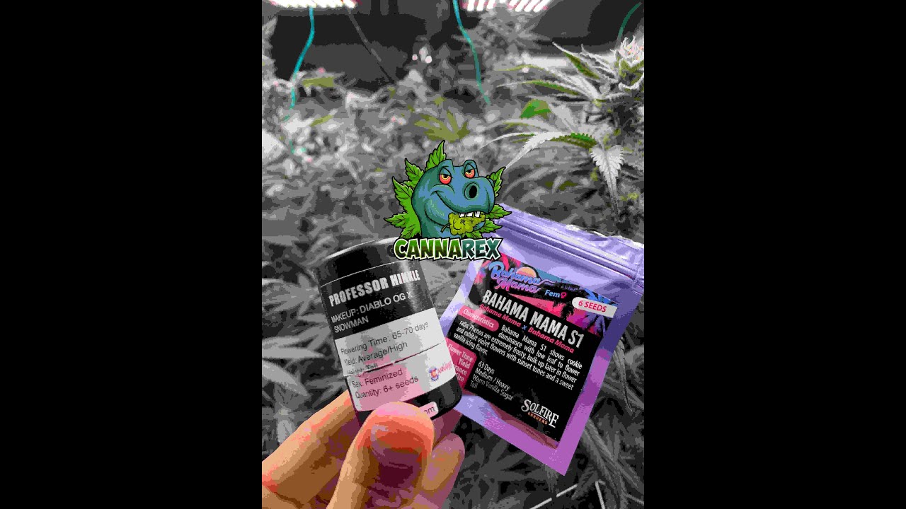 Growing Cannabis! Solfire Gardens and Cannarado Genetics - First video!