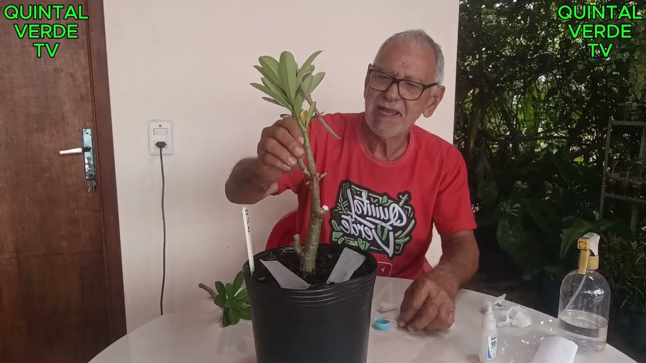 ROSAS DO DESERTO ERROS E ACERTOS Vídeo 1619