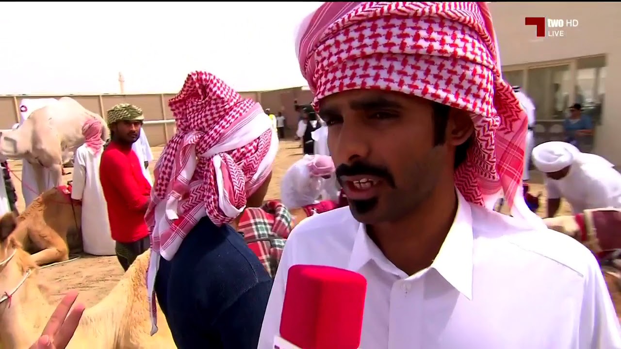 سباق الهجن: سيف حضرة صاحب السمو أمير البلاد المفدي / الفترة المسائية