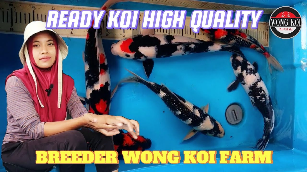 READY KOI HIGH QUALITY || BREEDER WONG KOI FARM
