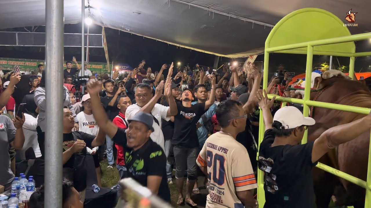 DUEL TERPANAS KONTES APPSI‼️ PECAH REKOR SAPI TERBESAR DI INDONESIA🔥