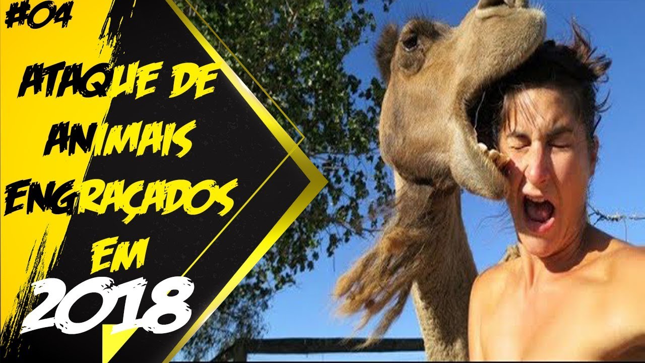 ATAQUES ENGRA&Ccedil;ADOS DE ANIMAIS MAIS VISTOS DE 2018 😂 🤣 l MegaFail