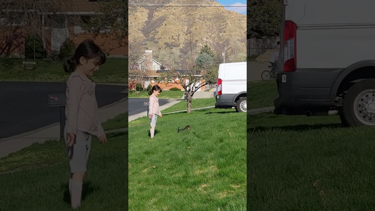 Yorkie puppy scaring cats