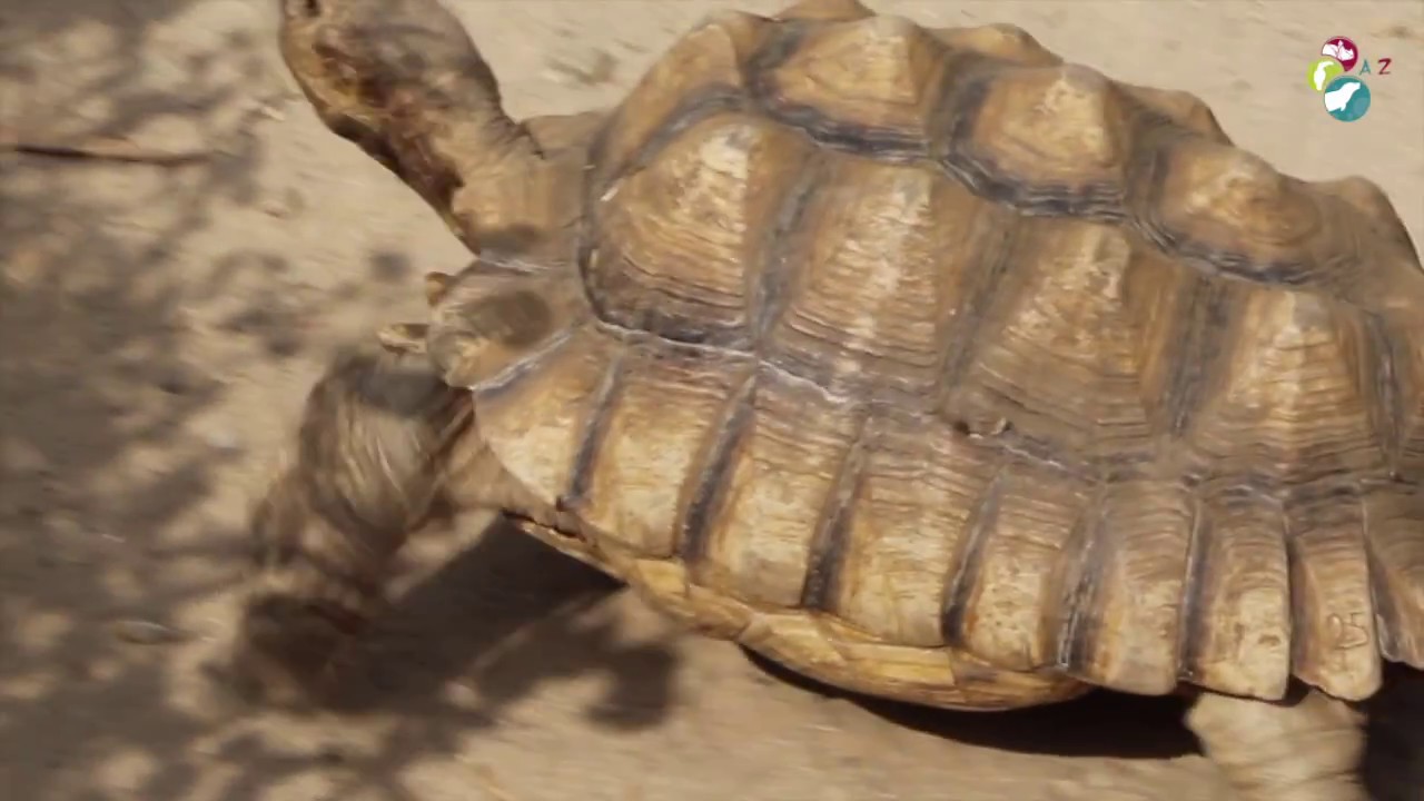 [Reportage A'Z] Découverte de la vallée des Tortues