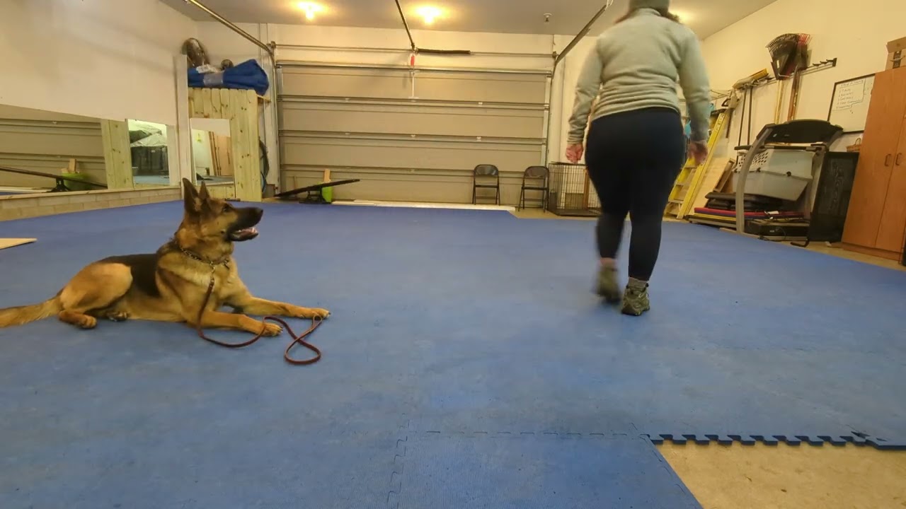 Greta Day 1 of week 2 and 3 Board and Train.