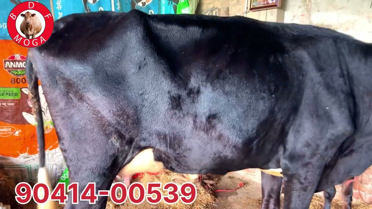 ਮੁੱਲ 20 ਹਜ਼ਾਰ 🔥2 ਸੂਈਆਂ ਵਹਿੜਾ ਵਿਕਾਊ-2 cow for sale #brardairyfarmmoga 