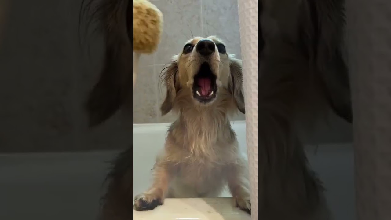 Funny dog singing in the shower! 