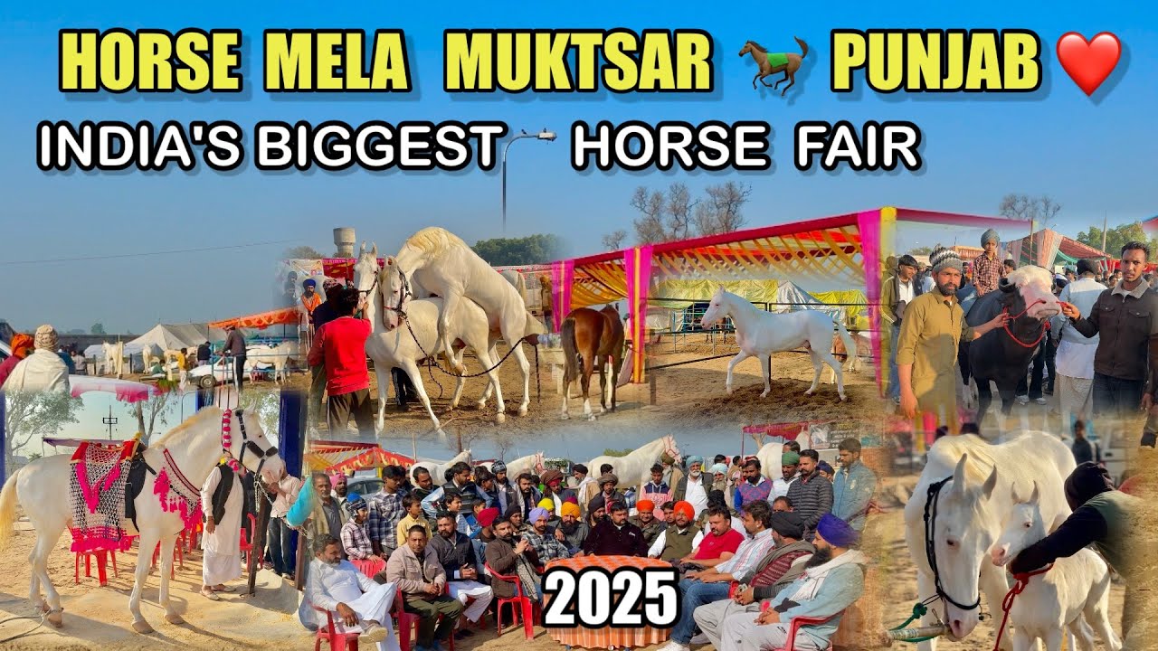 BIGGEST HORSE MELA IN PUNJAB 🐎 MUKTSAR📍|| 2025 || BIRDS, DOGS & HORSE MELA ❤️ || #punjab #punjabi