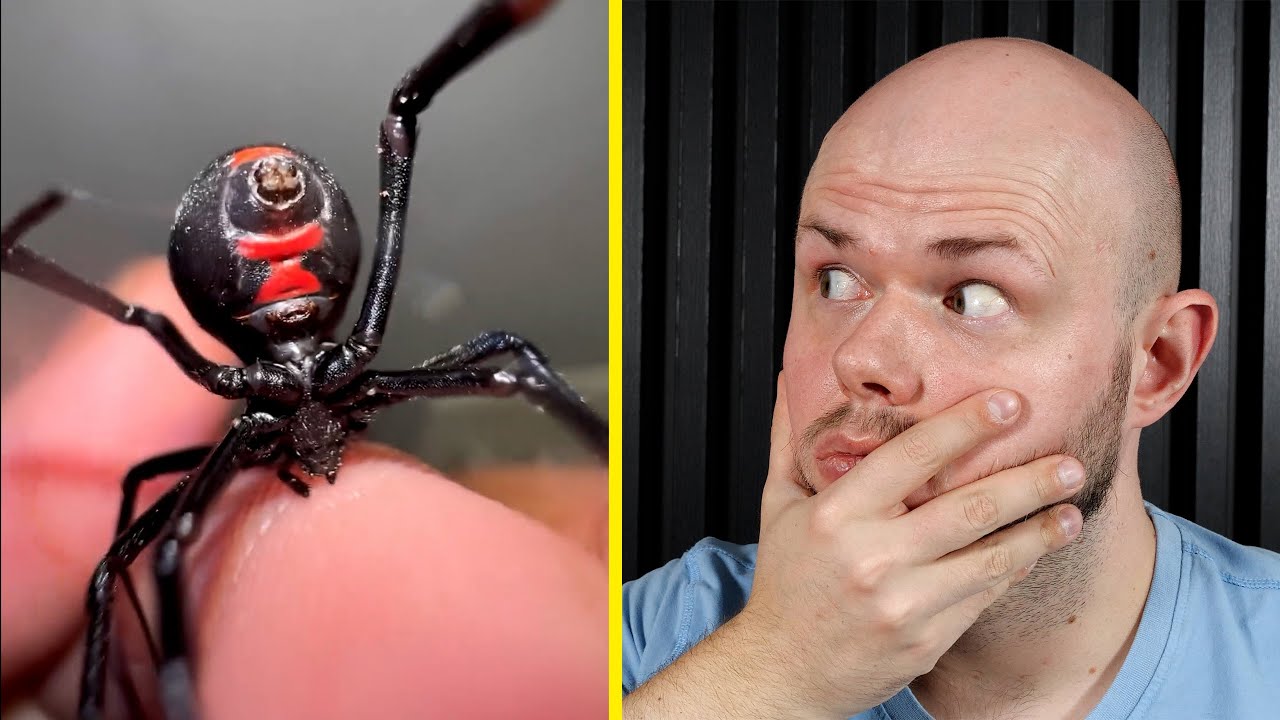 Ugryziony przez CZARNĄ WDOWĘ - moja reakcja na filmy od WIDZÓW! #7
