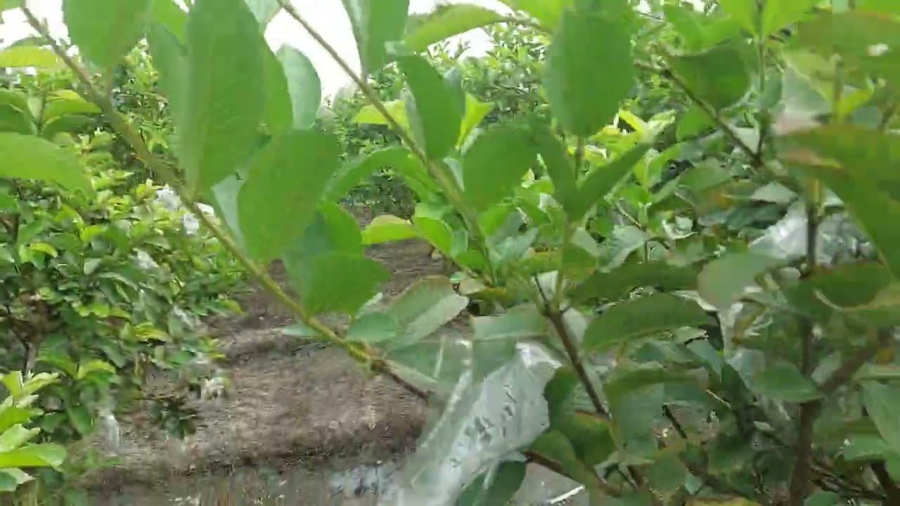 পেয়ারার কাছে স্যার প্রয়োগ প্রসঙ্গ। 