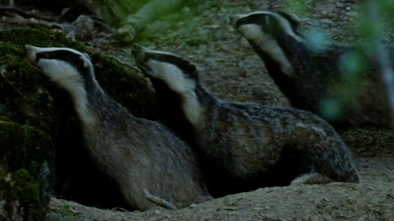Cute Badgers Shelter from Fireworks I Natural World: Badgers - Secrets Of The Sett | BBC Earth
