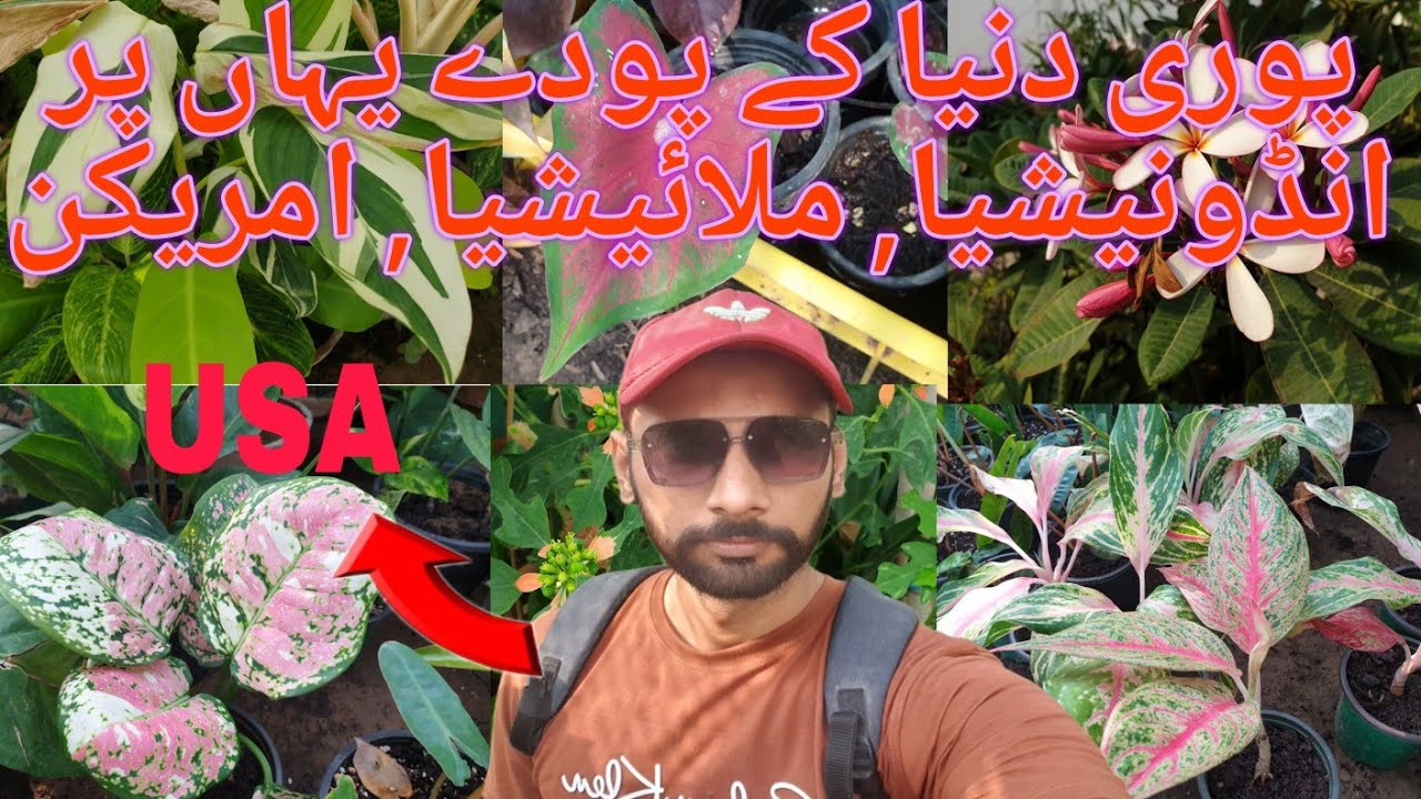 Imported Plant Nursery in Karachi  || Cheapest Nursery in karachi || Plant Nursery in Karachi