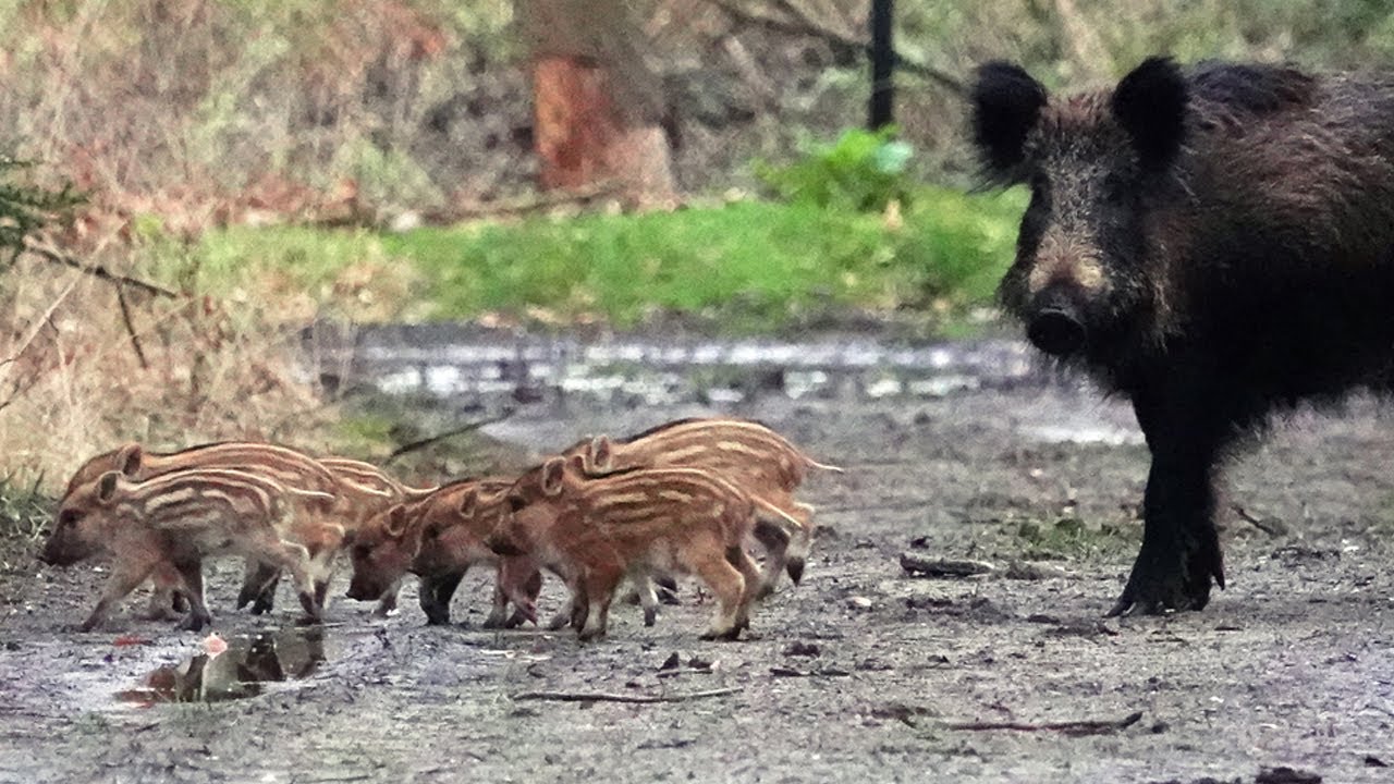 Zo leuk. Frislingen (1e dit jaar) - Cute. Young wild boars