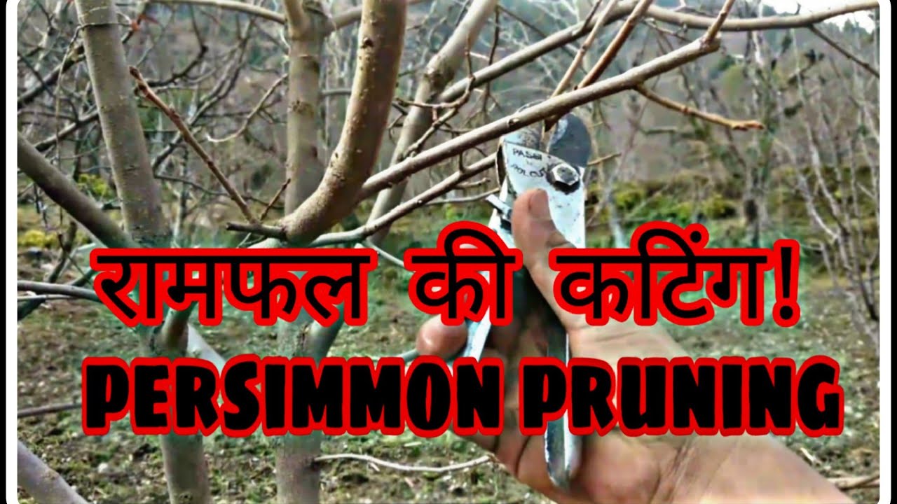 जापानी फल की प्रूनिंग इस तरह से करें,how to prune persimmon trees, pruning tips in hindi #persimmon
