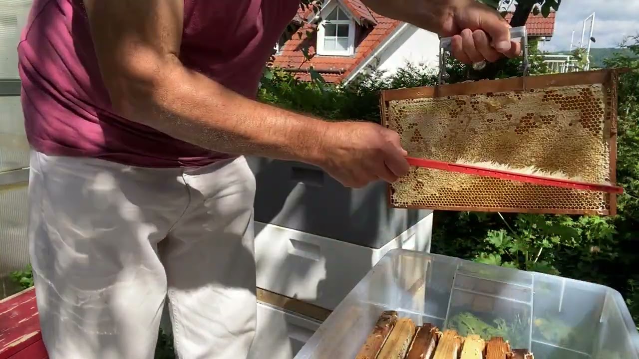 جني العسل  عن طريق عازل النحل